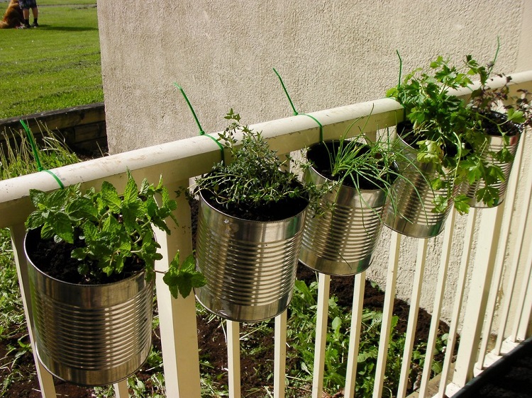 recyclage boîte de conserve cultiver plantes aromatiques balcon