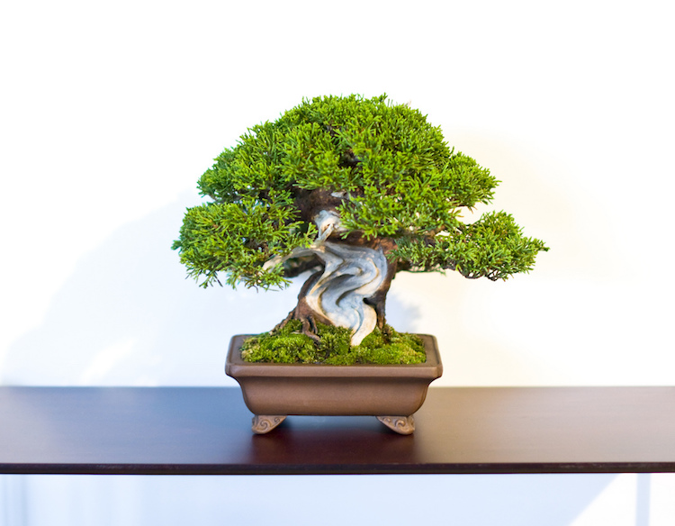 idée cadeau de Noel dernière minute bonsai philosophie zen