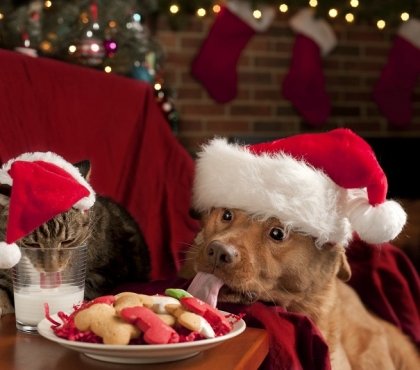 cadeau de Noël pour chien et chat top idées