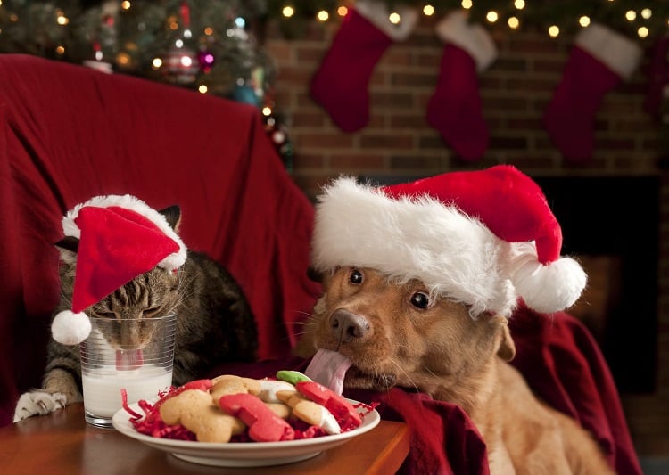 cadeau de Noël pour chien et chat top idées