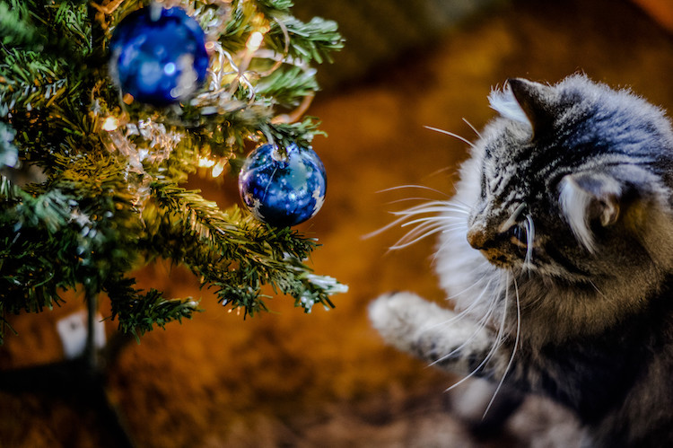Noël : comment protéger son sapin des assauts de son chat ?