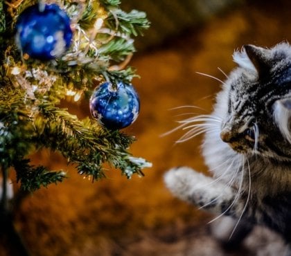 comment protéger son sapin du chat astuces choix de décorations