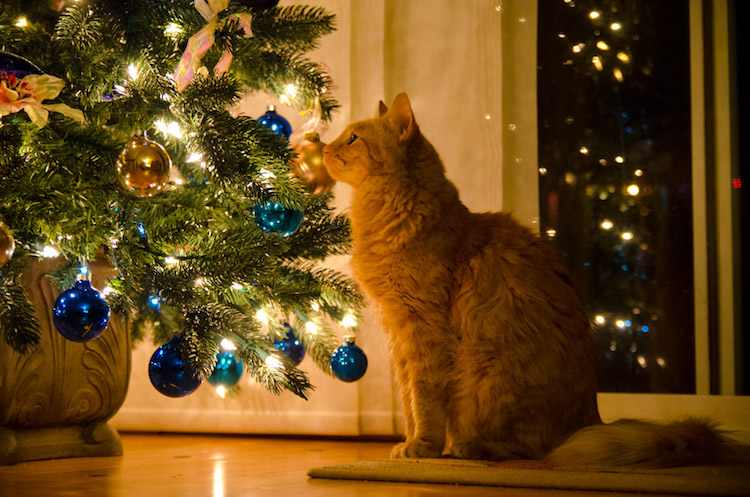 comment protéger son sapin du chat boules de Noel colorées guirlandes lumineuses