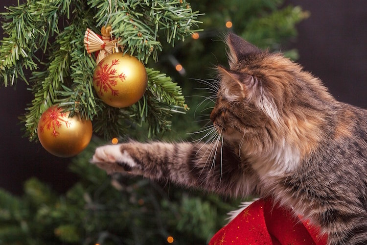 protéger son sapin du chat boules de Noel décoration attrayante