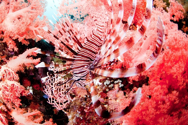 couleur de l'année Pantone 2019 chaleureuse optimiste living coral monde aquatique