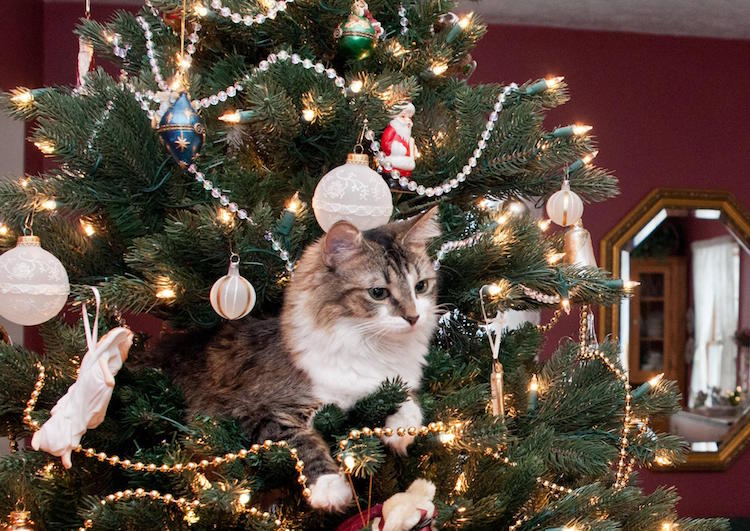 protéger son sapin du chat astuces quelles décorations choisir