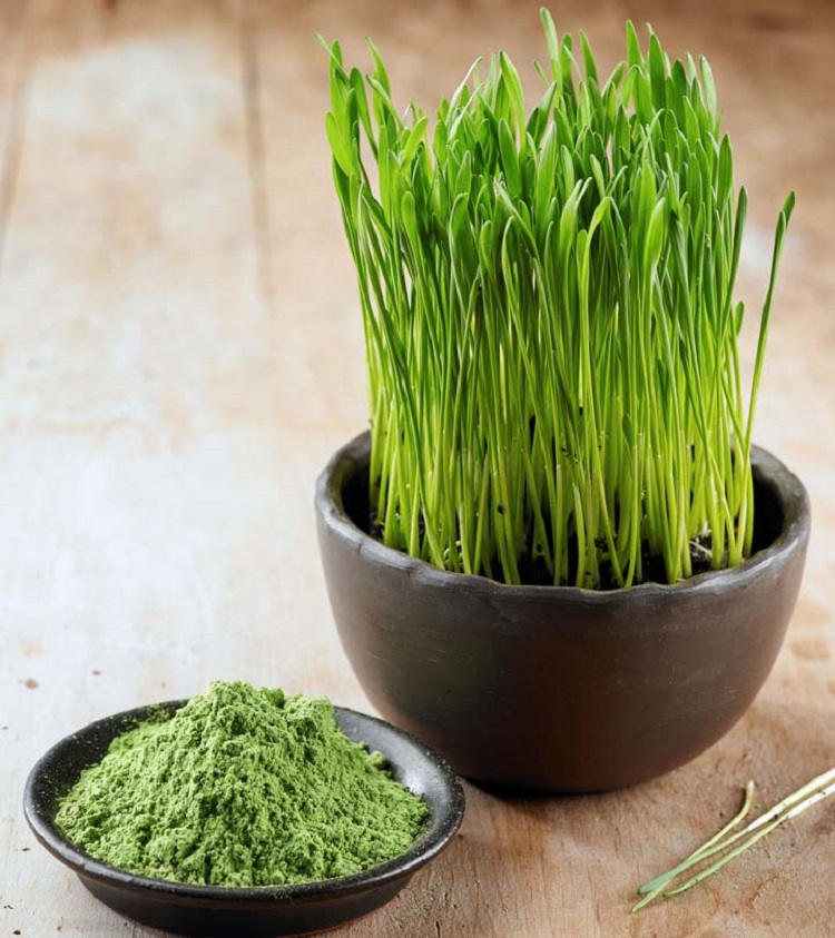 poudres super aliments herbe blé riche vitamines enzymes fibres