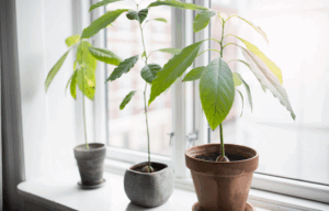 comment faire pousser un avocatier rebord de fenêtre