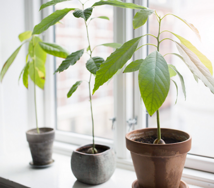 comment faire pousser un avocatier rebord de fenêtre