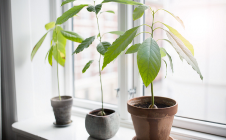 comment faire pousser un avocatier rebord de fenêtre