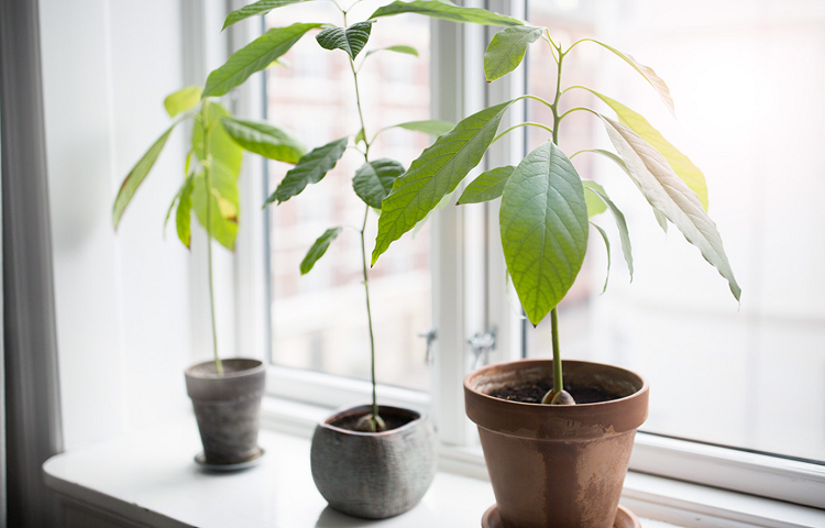 comment faire pousser un avocatier rebord de fenêtre