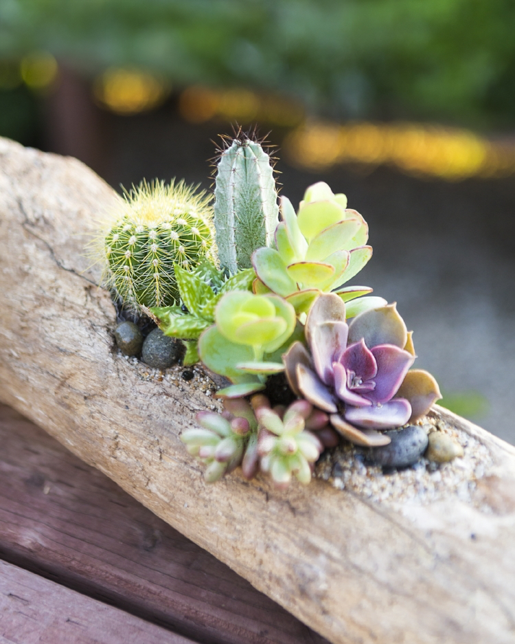 jardin miniature avec des cactus branche d'arbre déco naturelle