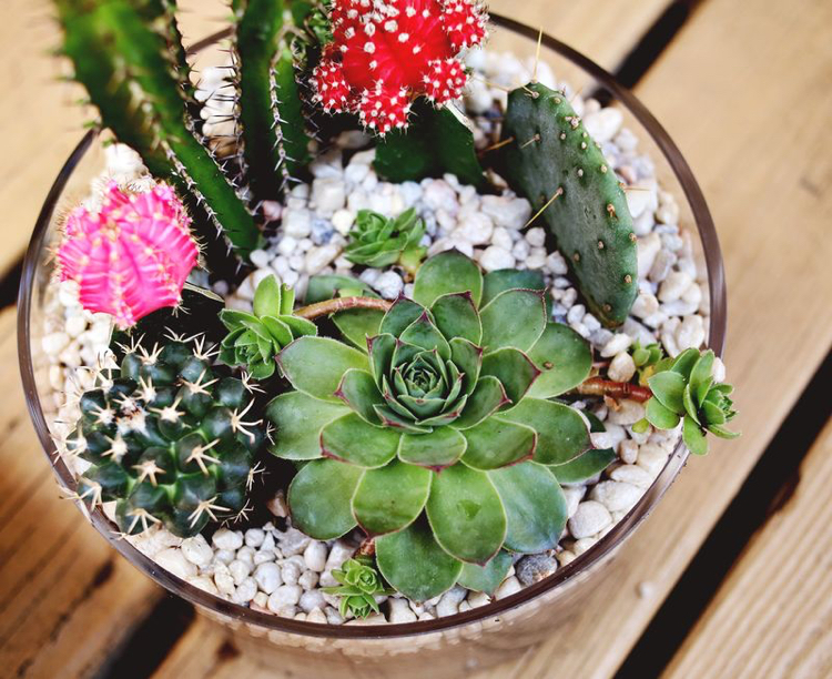 jardin miniature avec des cactus différentes plantes gravier blanc