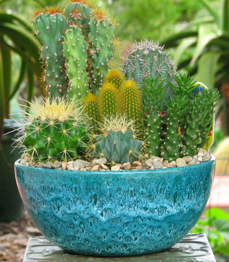 jardin miniature avec des cactus différentes tailles jardinière bleue