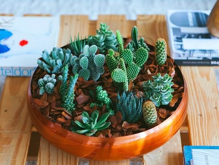 jardin miniature avec des cactus espèces variées récipient en bois