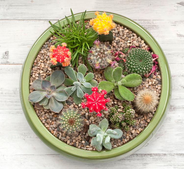 jardin miniature avec des cactus et succulentes