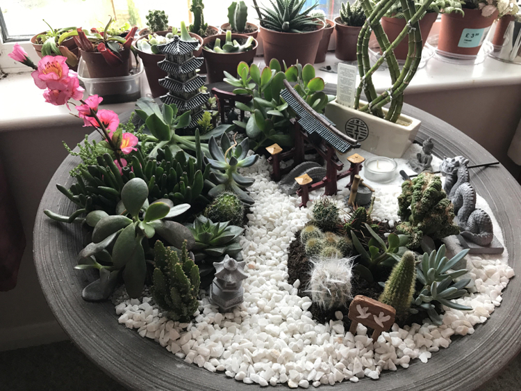 jardin miniature avec des cactus gravier blanc