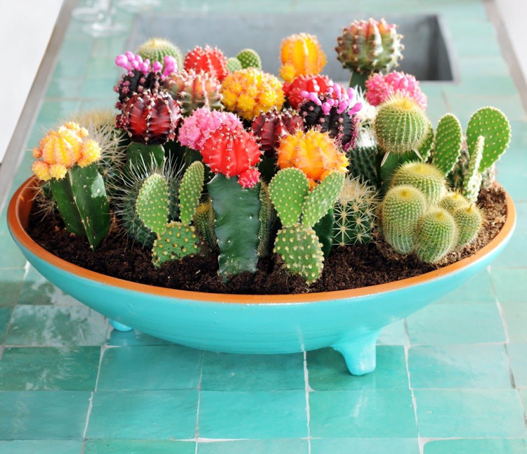 jardin miniature avec des cactus jardinière petits cactées à floraison