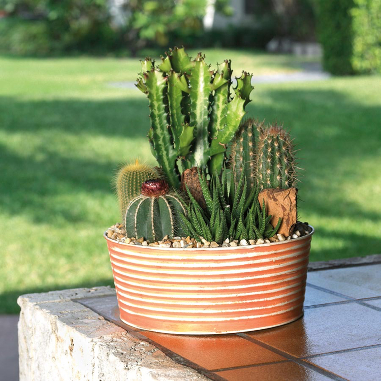 jardin miniature avec des cactus jardinière tailles variées