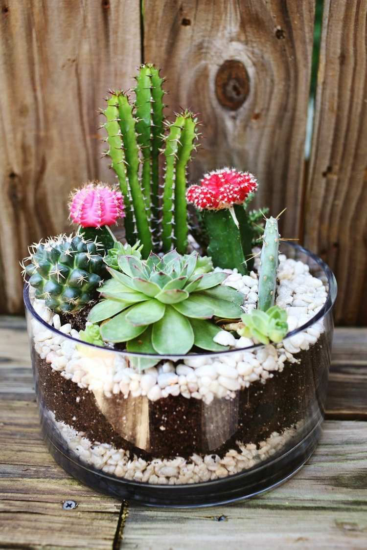 jardin miniature avec des cactus plantes à floraison différentes couches