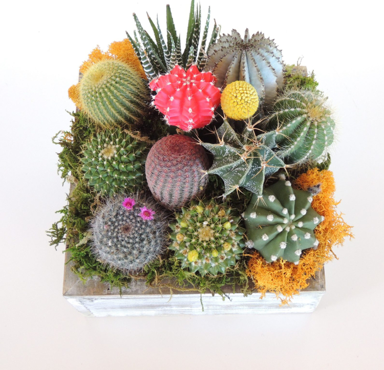 jardin miniature avec des cactus plusieurs plantes déco moderne