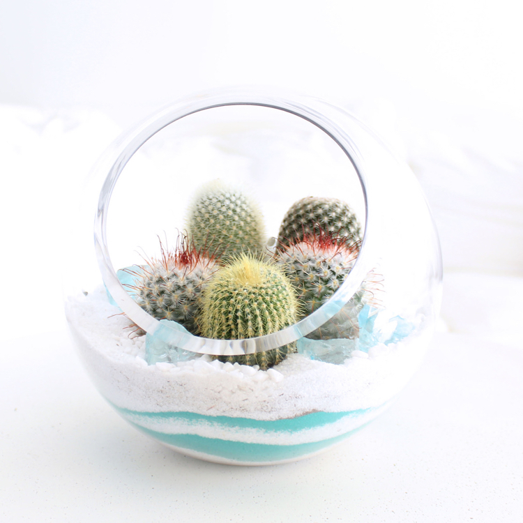 jardin miniature avec des cactus récipient rond design minimaliste