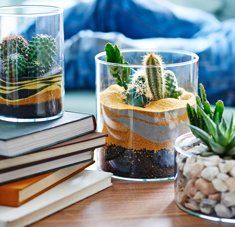 jardin miniature avec des cactus trois idées déco naturelle