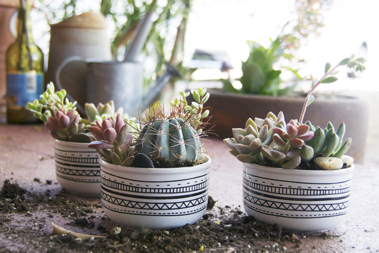 jardin miniature avec des cactus trois idées mignonnes