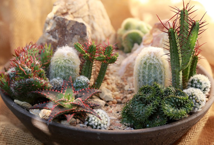 jardin miniature avec des cactus à faire soi-même