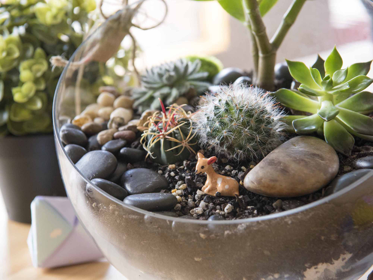 jardin miniature avec des cactus éléments déco modernes