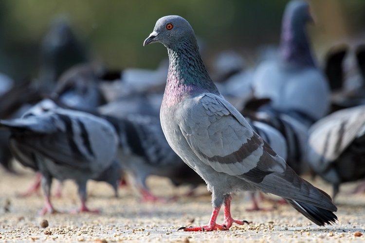 pigeon voyageur Armando vente aux enchères