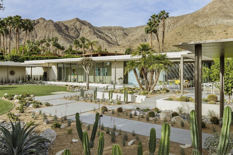 dalles de beton poli grand format jardin sec moderne cactus palmiers graviers