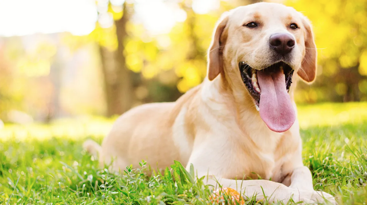 dépistage du cancer odorat des chiens etudes resultats prometteurs