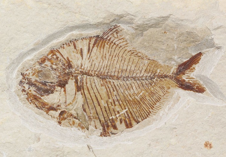 fossiles de poissons découverte scientifique aux États-Unis restes de dinosaures