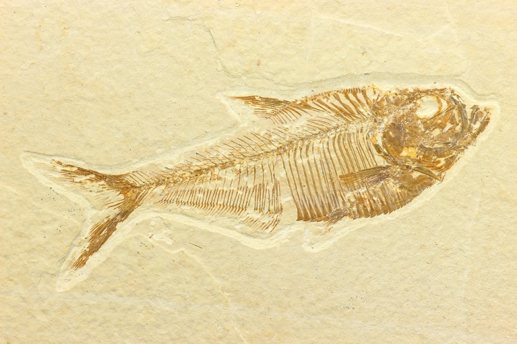 fossiles de poissons découvertes aux États-Unis