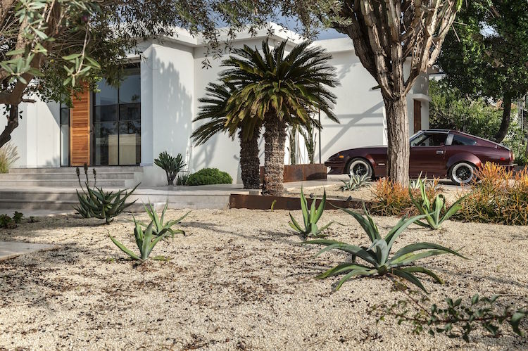 jardin de cactus plantes grasses palmiers residence privee Israel Mediterranean Cacti House