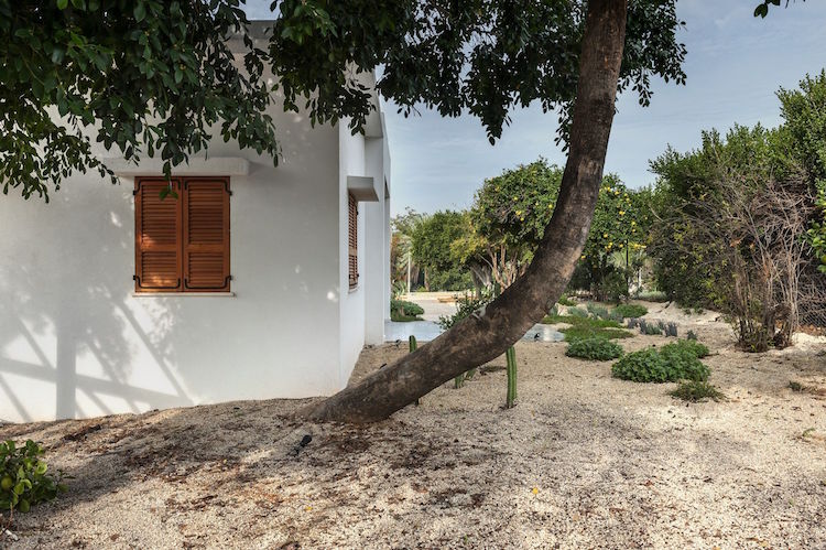 jardin de cactus verger orangers residence privee Israel Mediterranean Cacti House