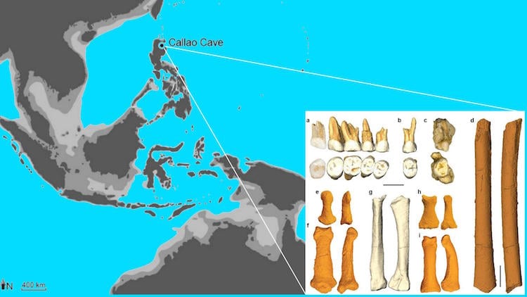 nouvelle espece humaine decouverte Philippines ile Luzon homo luzonensis