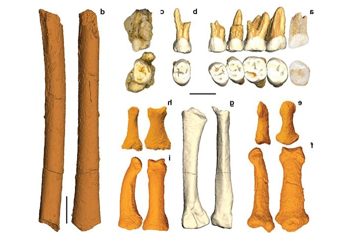 nouvelle espece humaine decouverte grotte Callao restes fossiles dents fragments femur phalanges