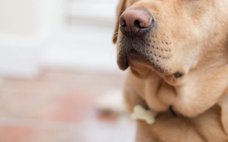 odorat canin dépistage du cancer