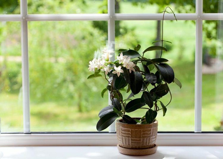plante pour chambre à coucher pot jasmin pour mieux dormir fenêtre
