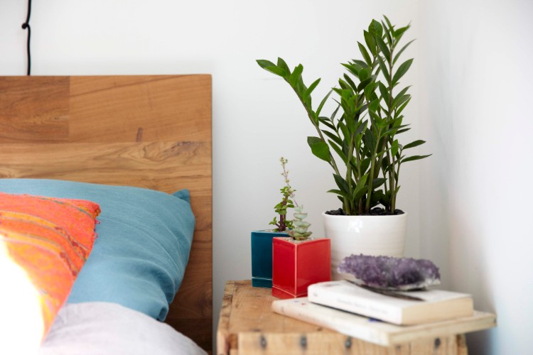 plante pour chambre à coucher style nordique moderne quelle espèce choisir