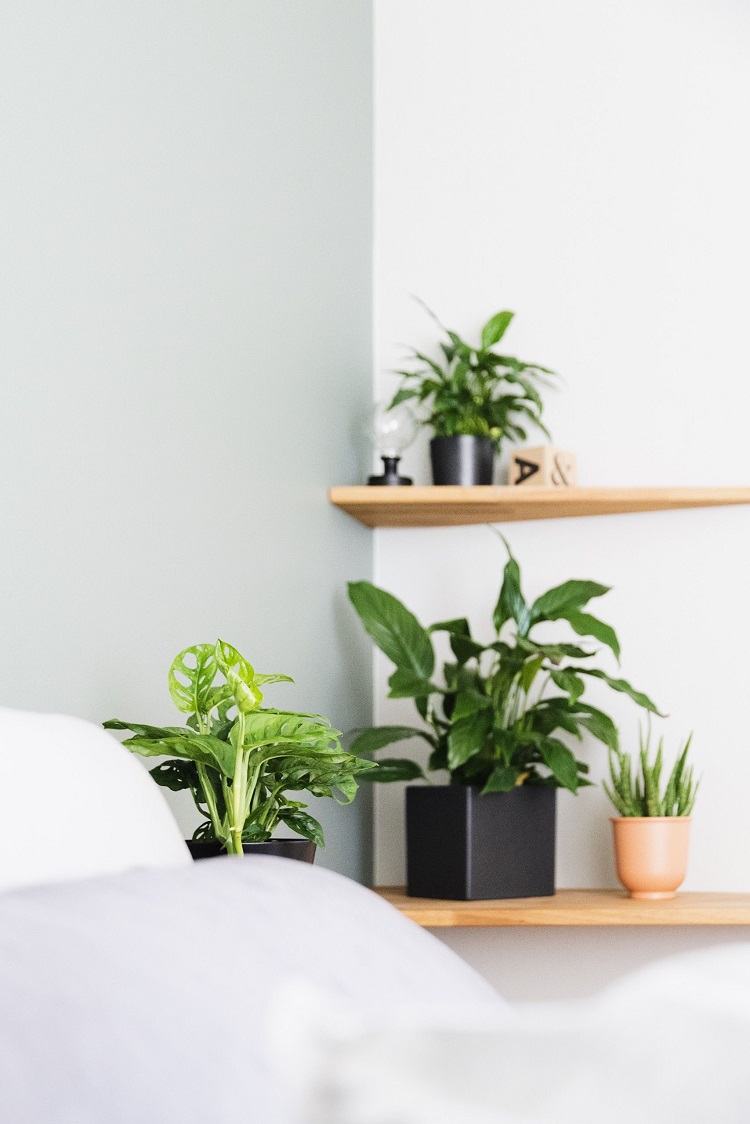 quelle plante pour chambre coucher privilégier troubles sommeil allergies