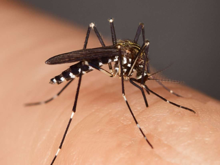 vaccin contre le paludisme moustiques tests