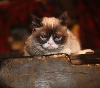 Grumpy Cat décès 7 ans vedette Internet