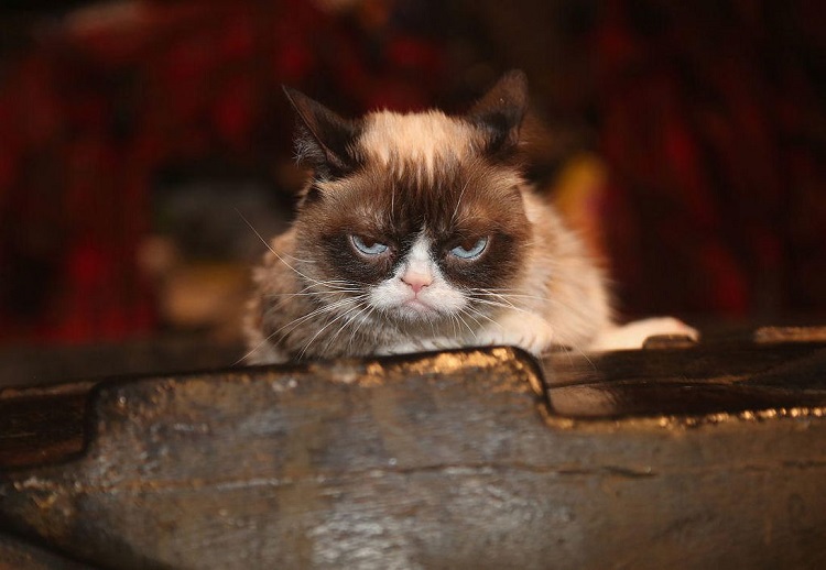 Grumpy Cat décès 7 ans vedette Internet