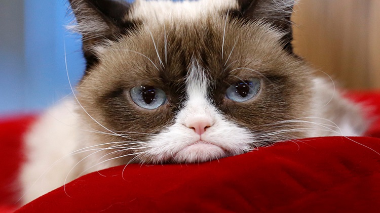 Grumpy Cat est morte star Internet