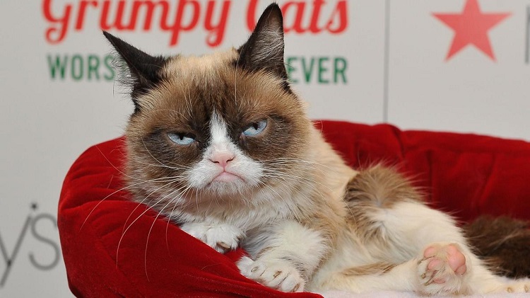 Grumpy Cat mort chat célèbre Internet