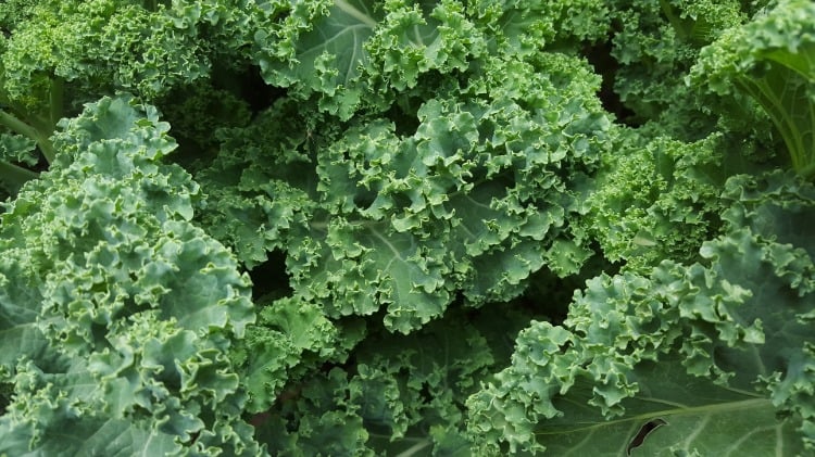 carences alimentaires en zinc régime vegan aliments à privilégier légumes