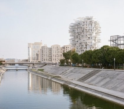 l’Arbre blanc de Montpellier fleuve Lez